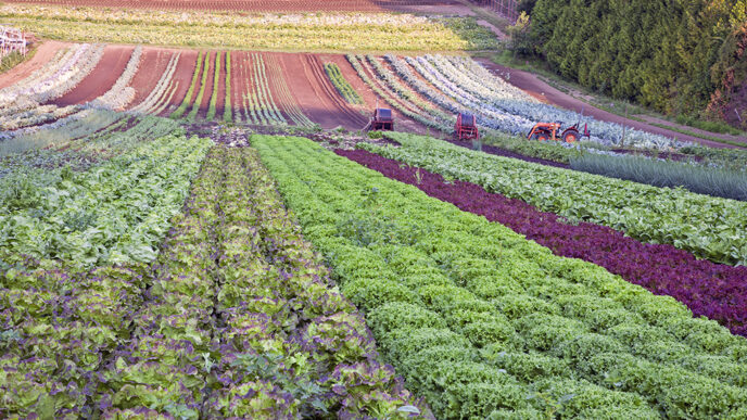 A farm field planted with a variety of lettuces and edible greens|A cornfield in the Midwest under a cloudy sky|Guests at the Food to Market Challenge Launch event