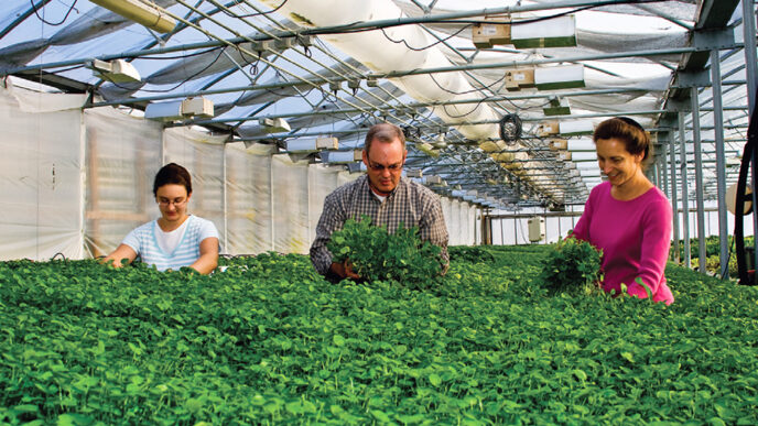 Three farmers harvest greens inside a covered tunnel|A farmer stands among raised beds on a rooftop