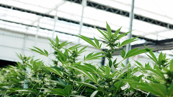 A row of marijuana plants in an indoor nursery