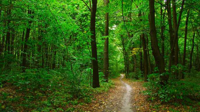 A shady pathway leads into a forest|A hiker enjoys open space in the forest preserves|Stu Cohn and Shelley Davis enjoy the shade of a forest