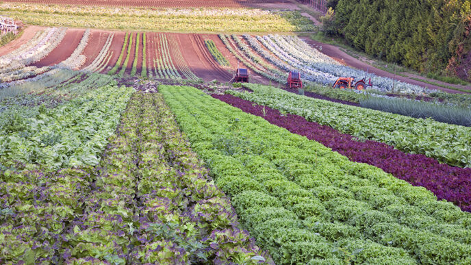 A farm field planted with a variety of lettuces and edible greens|A cornfield in the Midwest under a cloudy sky|Guests at the Food to Market Challenge Launch event