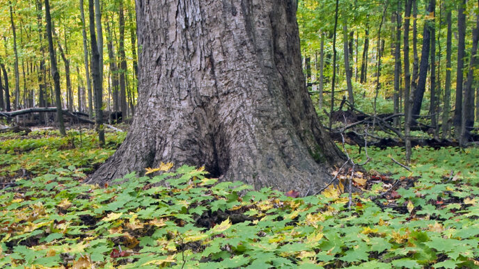 Tree in the Ryerson Conservation Area