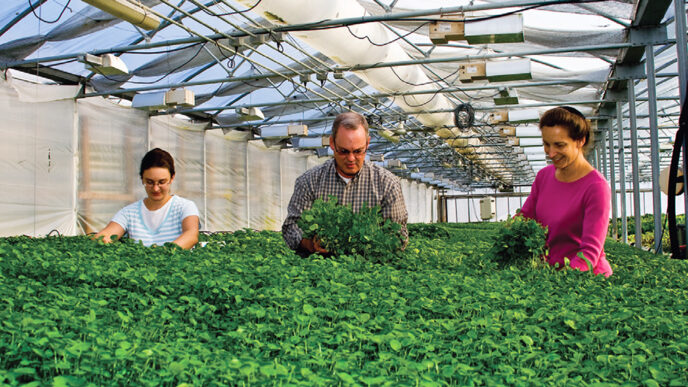 Three farmers harvest greens inside a covered tunnel|A farmer stands among raised beds on a rooftop
