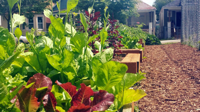 A raised garden bed planted with mixed greens; across the street is a row of single-family houses with front porches